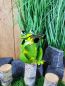 Preview: Frosch XL mit Fernglas 16 cm / Metall